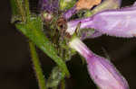 Longsepal beardtongue